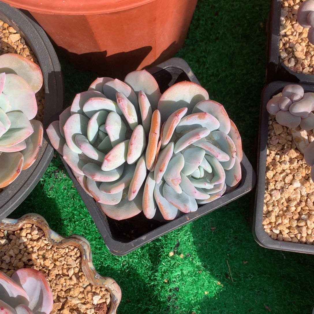 韩版奶茶老桩无砍一物一拍