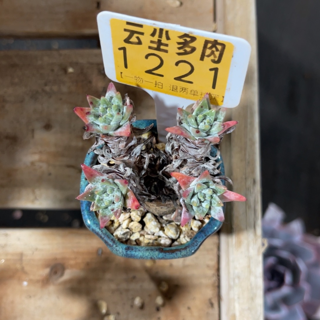 羚***主云尘多肉一物一拍不含盆1221