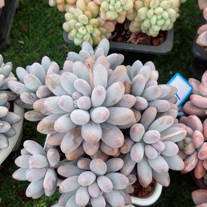 11汤圆平平安安健健康康