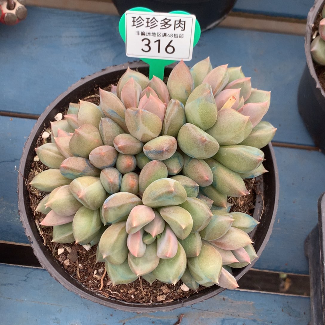 红象牙矮桩平头316