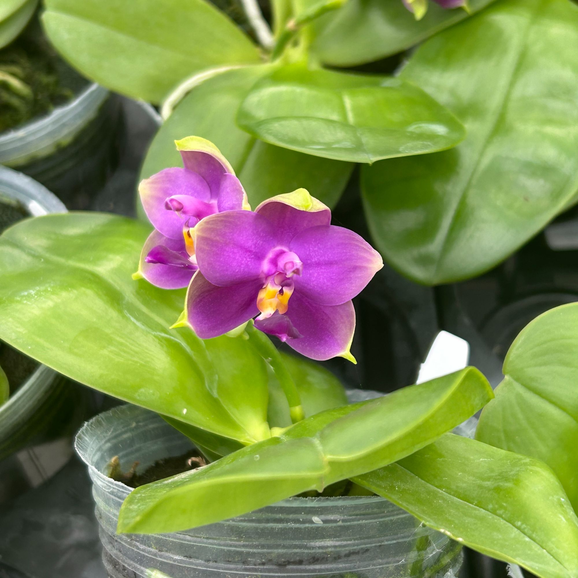 蝴蝶兰【多美狗】一物一拍 原生种蝴蝶兰 趣味兰 好养易活