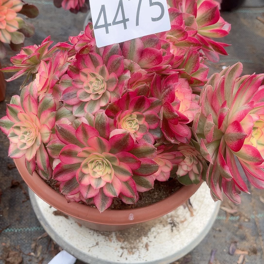 无*人4475倾城多肉植物无任何售后