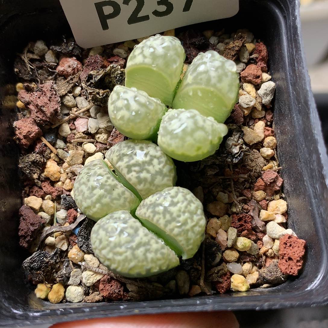 P237多肉植物保护研究所