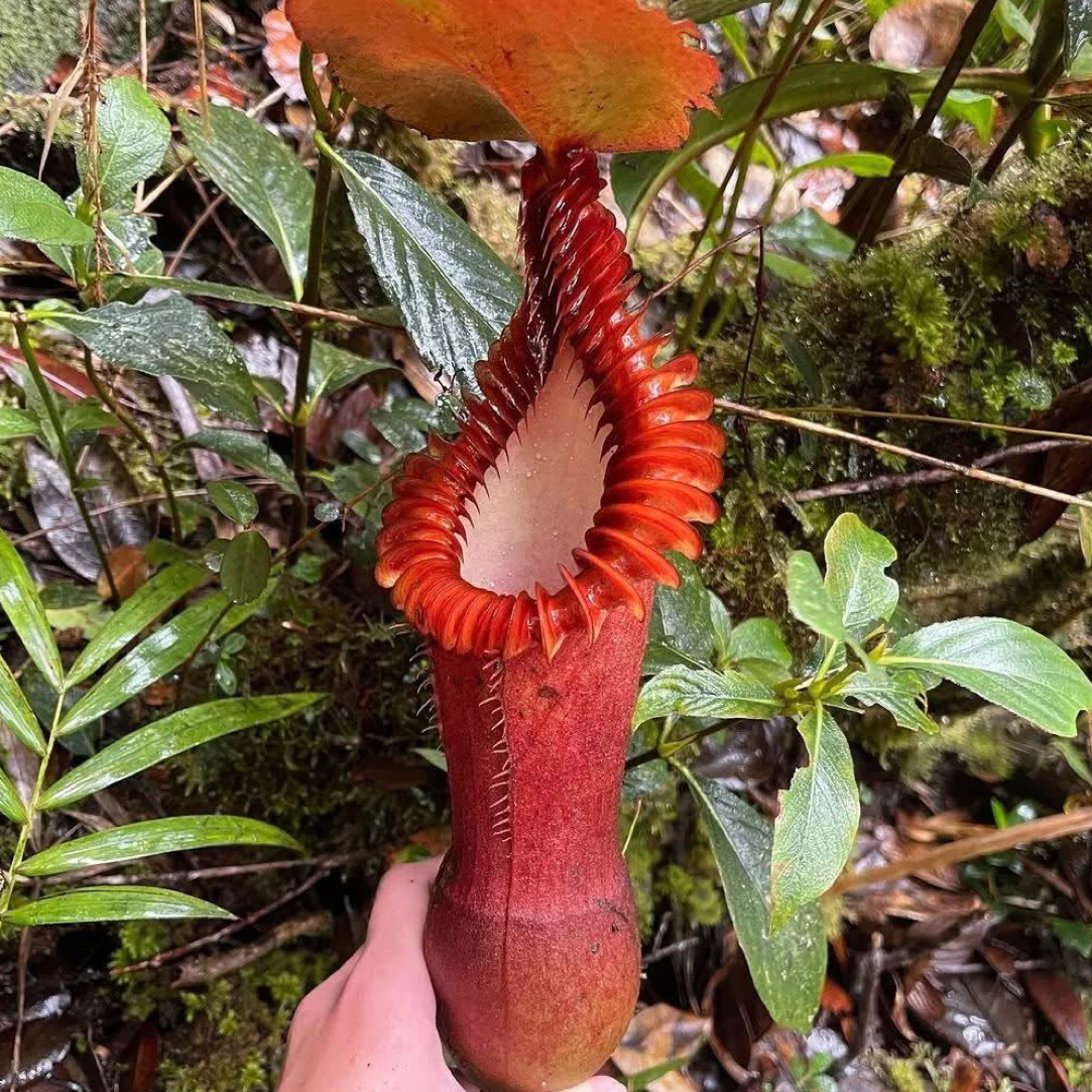 一物一拍-爱德华猪笼草（顺丰到付）绿植阳台捕虫草吊养大笼子