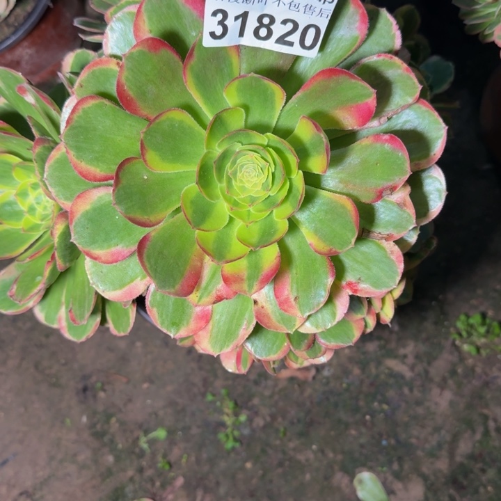 31820奶白不包段枝