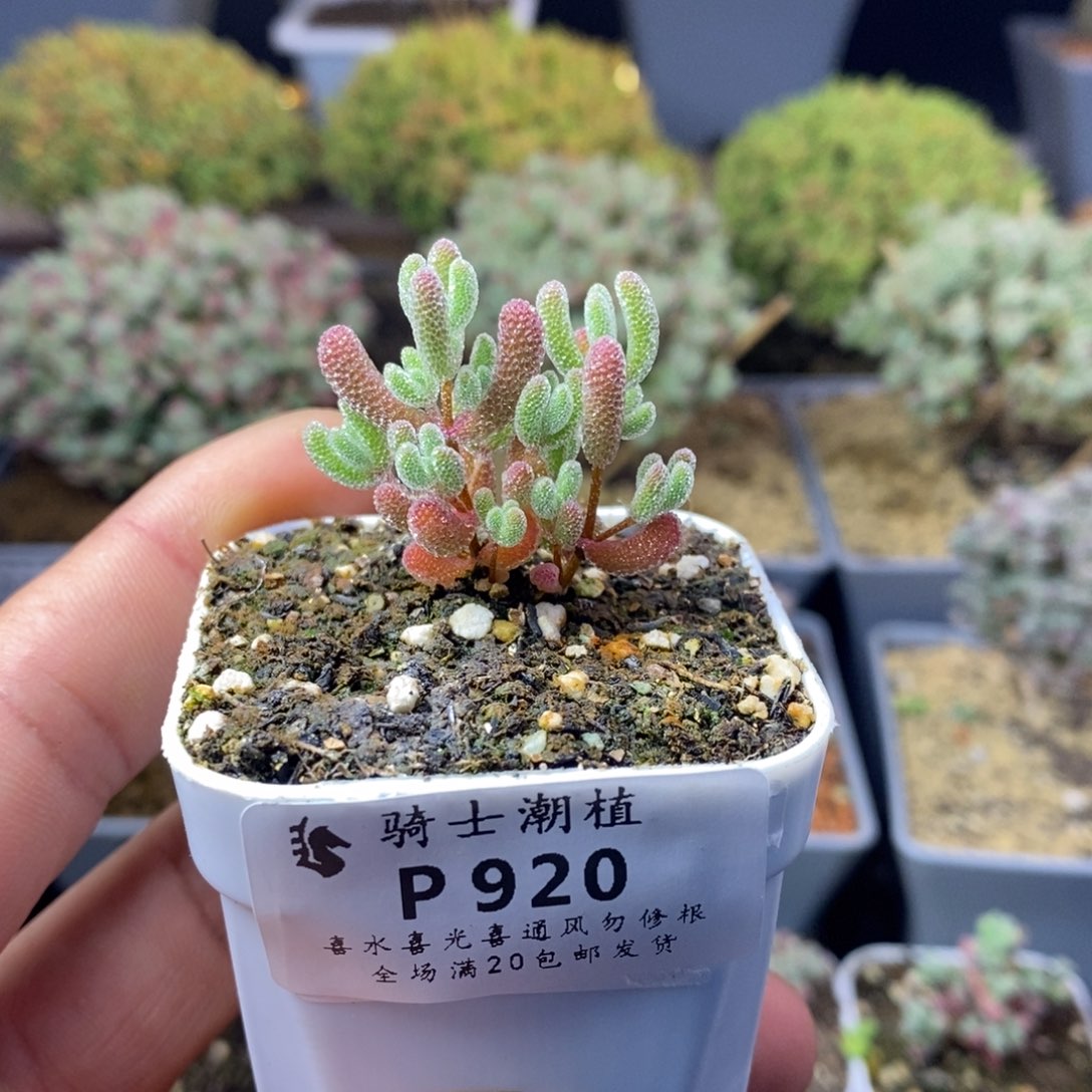 920实生优选冰晶