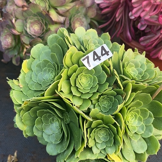 老*多肉植物一个