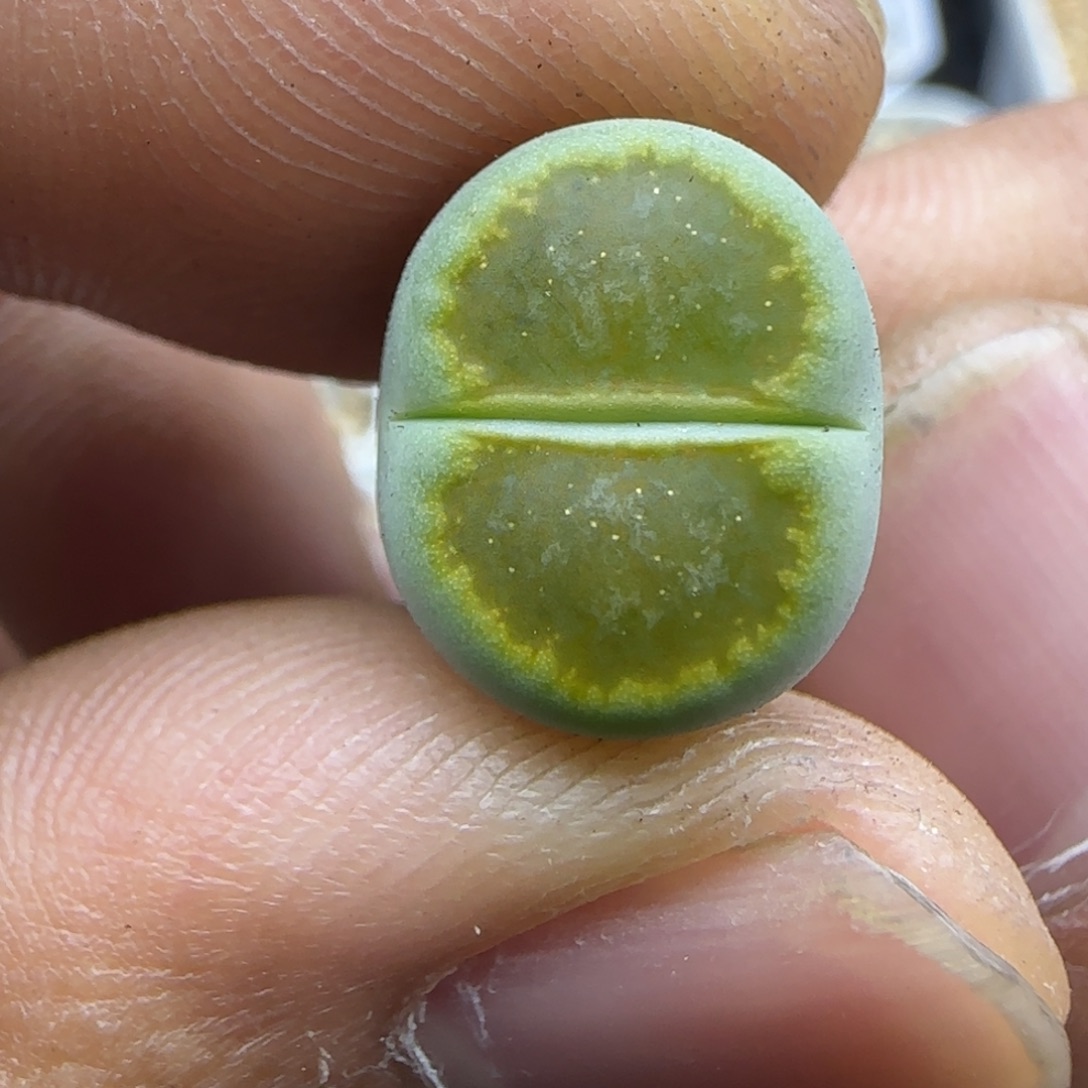 251 生石花大棚直播