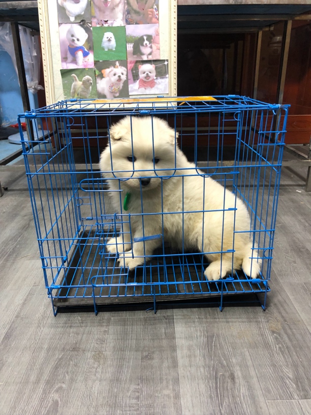 宠物笼子宠物够定金链接