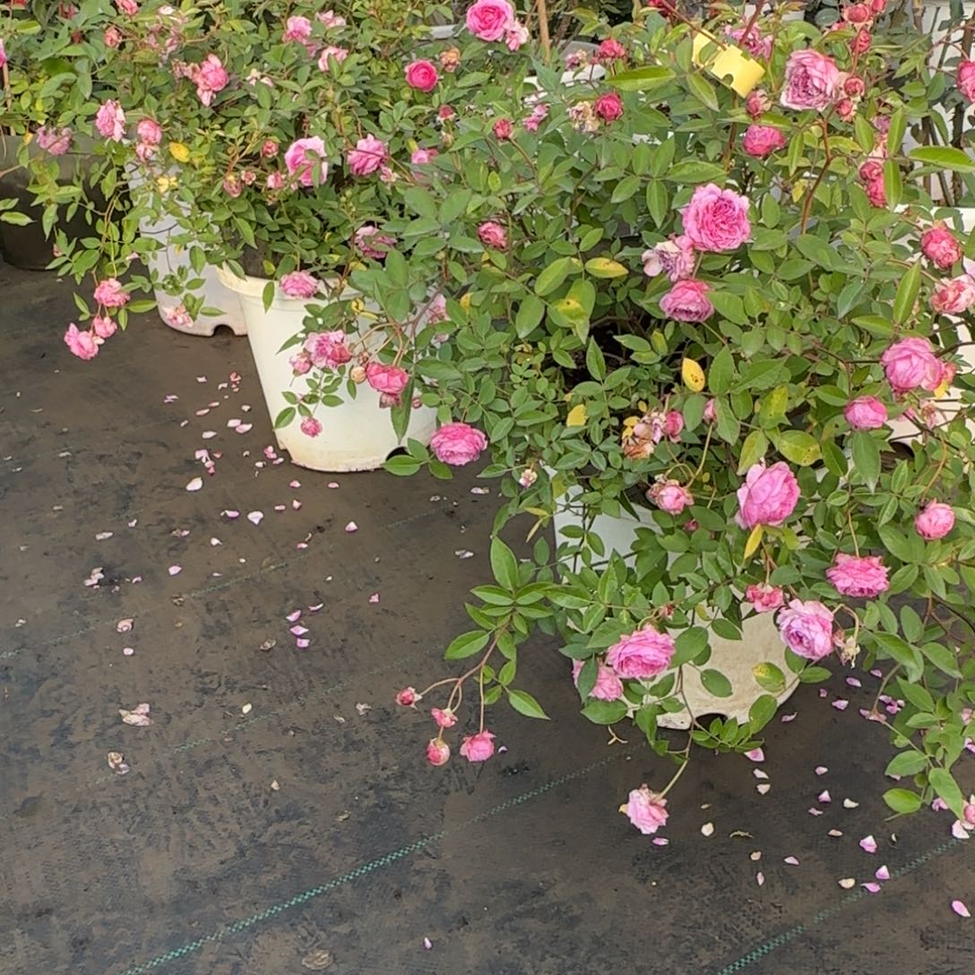 完全开放精品月季花