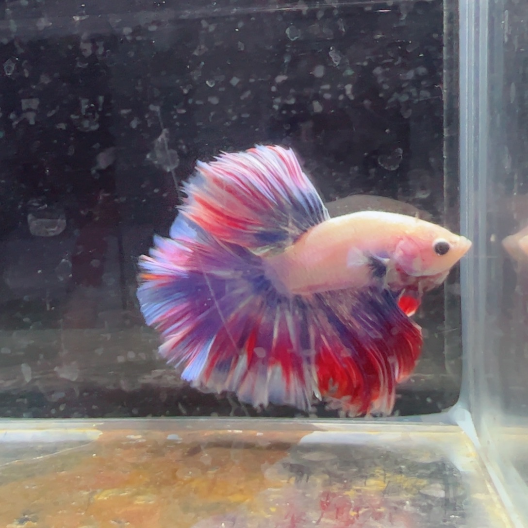 斗鱼浅色特殊尾hhhhh
