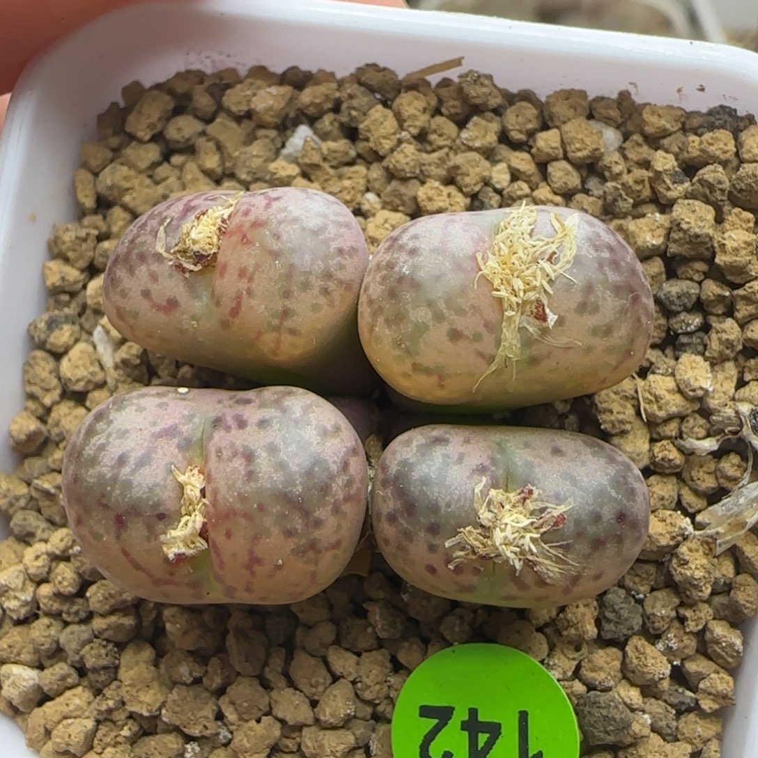 杂交群生多肉植物142