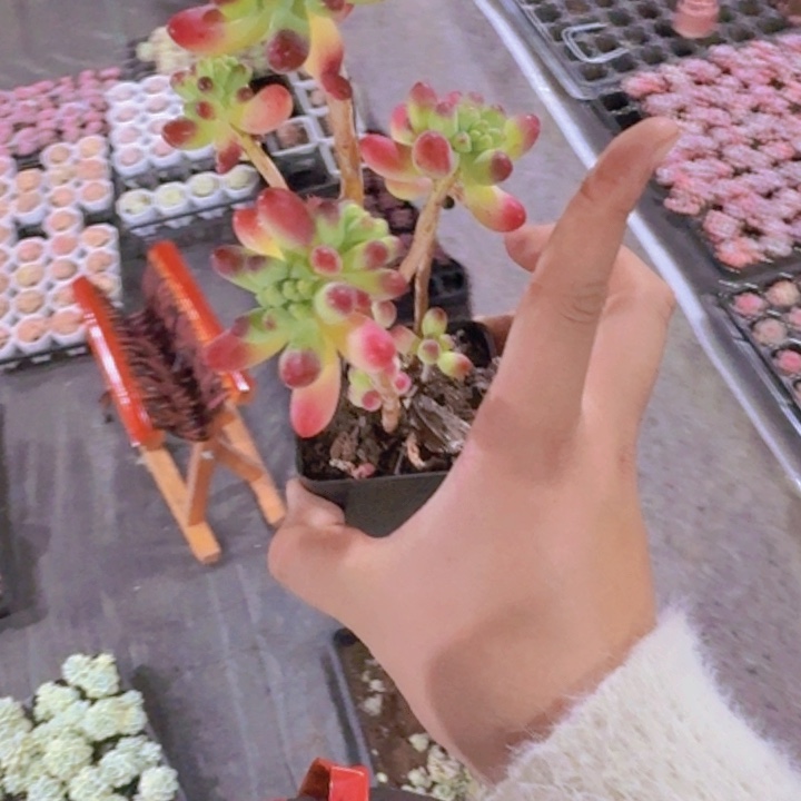 灯泡乙女心王炸一颗