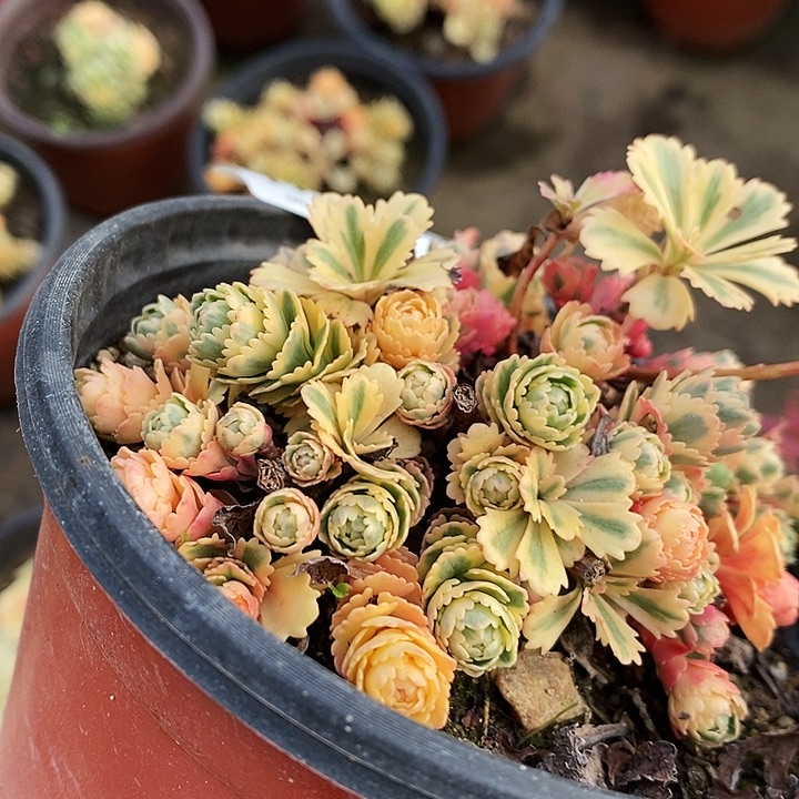 2159亚特兰蒂斯多肉