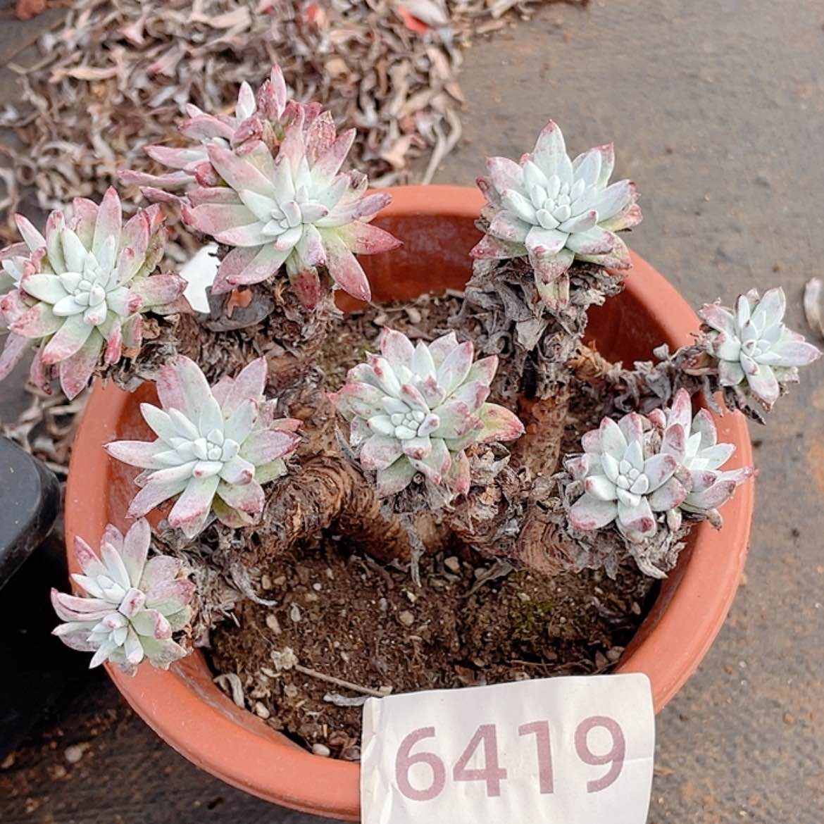 【闪购商品】白姆白姆