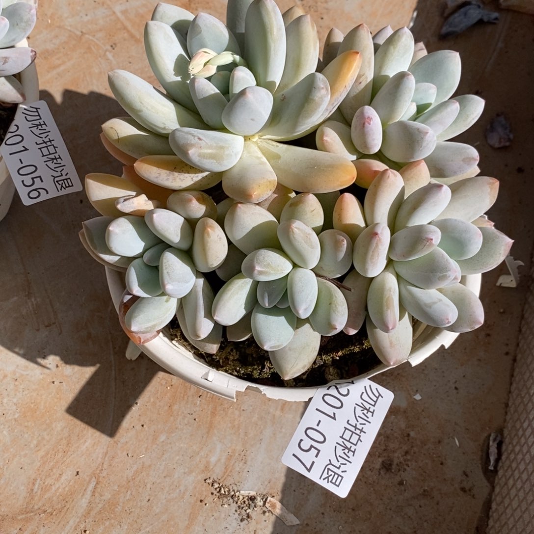 两单包邮1201-57香锁