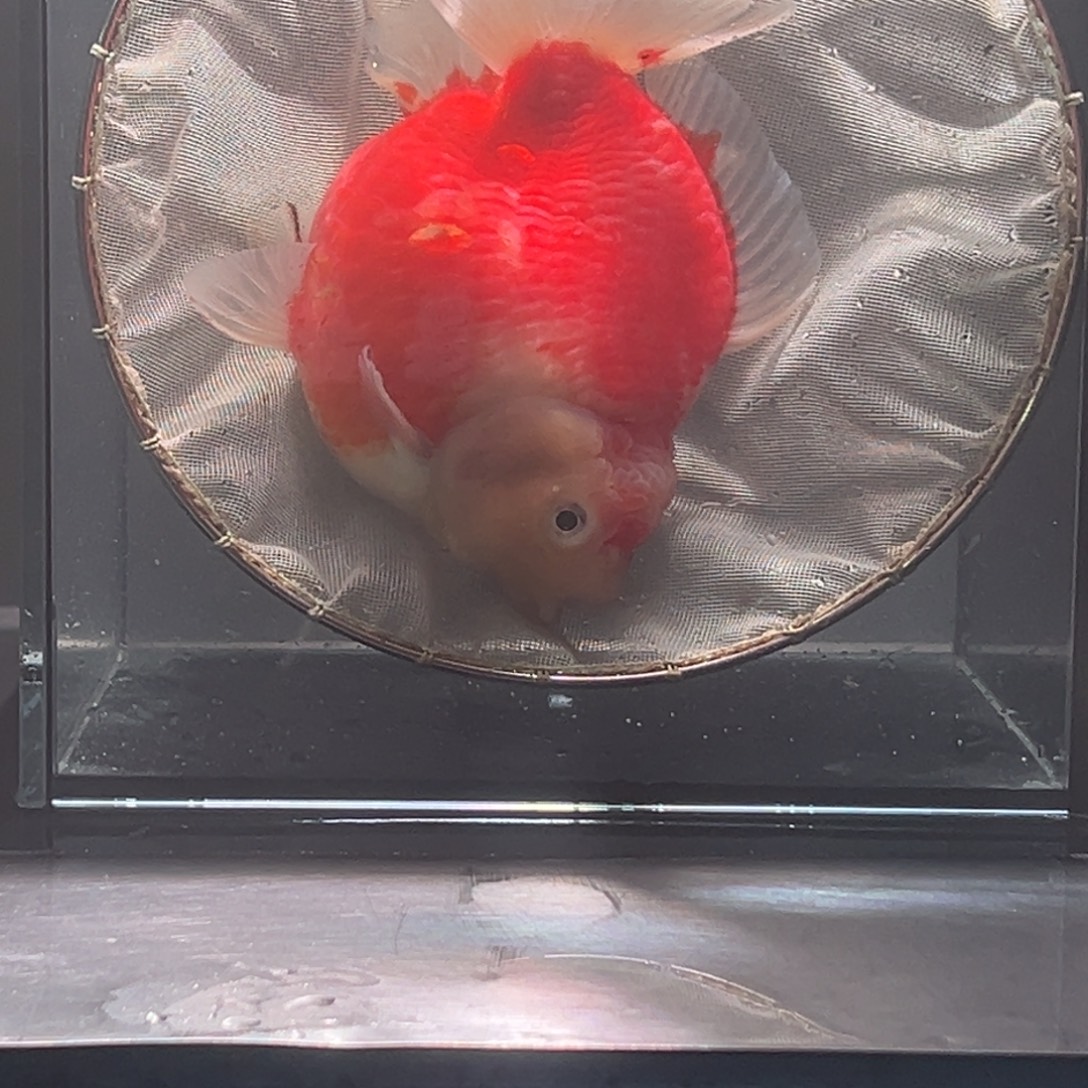 金鱼023。 955499988