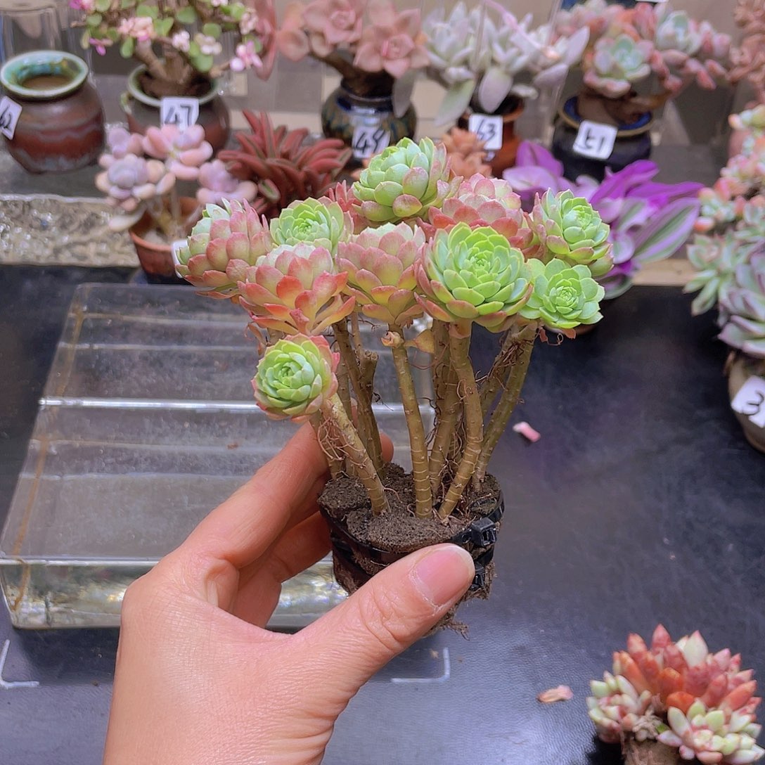 用***5花钱就我花钱还花钱