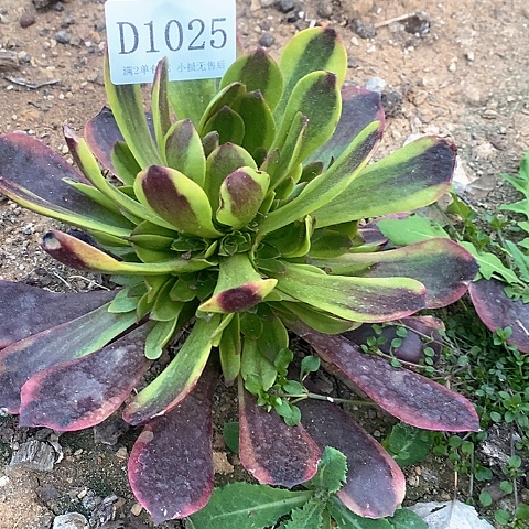 1025欧嘉莉多肉法师量拍