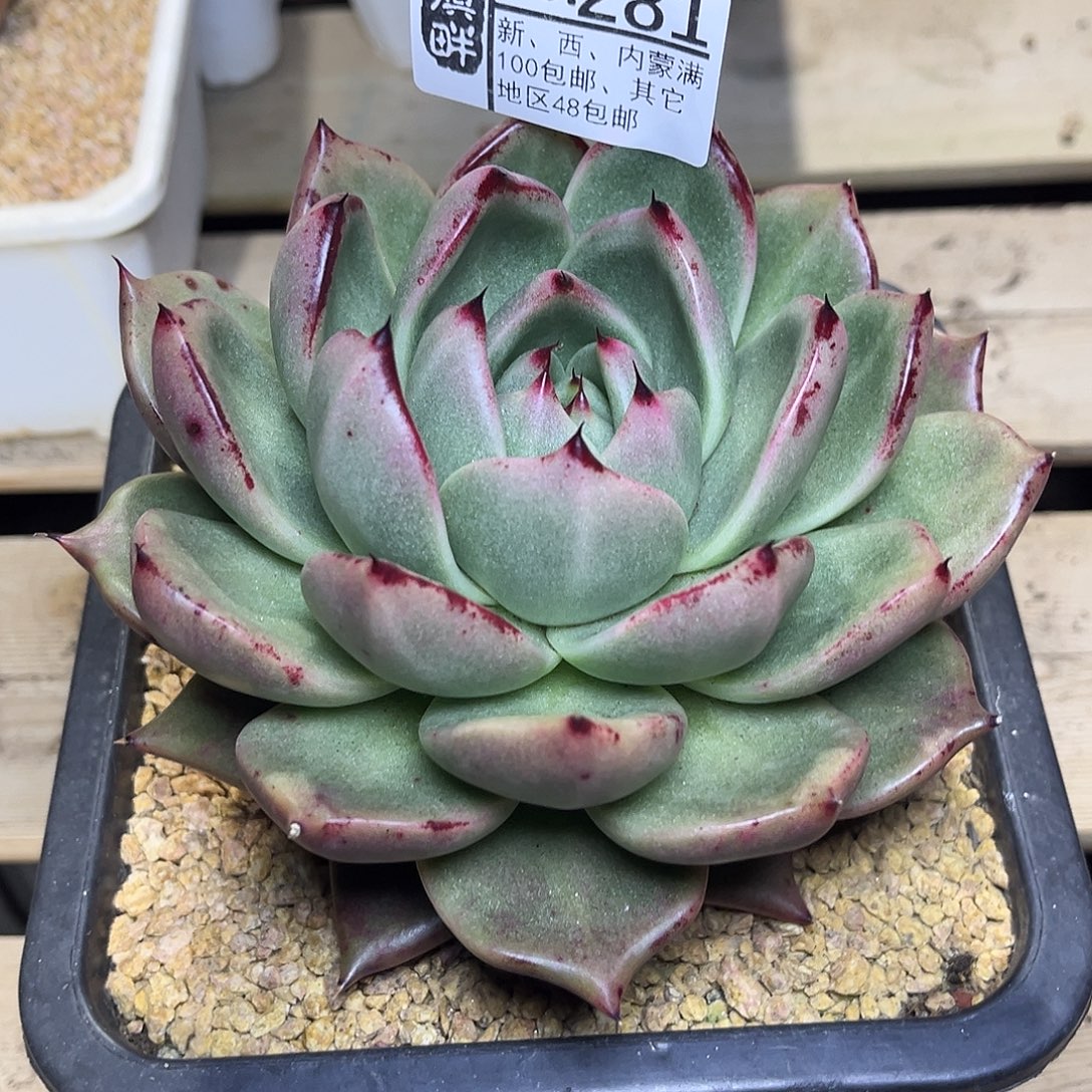 281……………………………………冬云