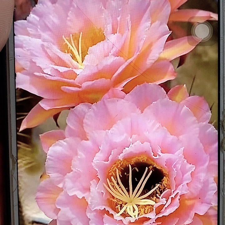 粉桃根7公分毛花柱