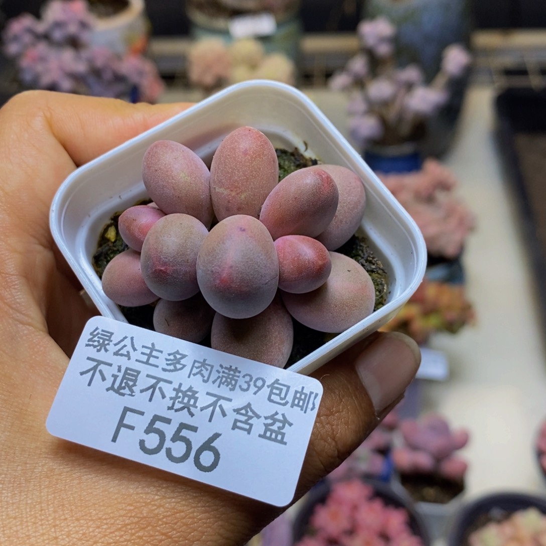 556糖果美人多肉3cm