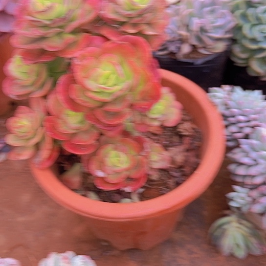 X**～多肉植物。。。。。。。。。。。。