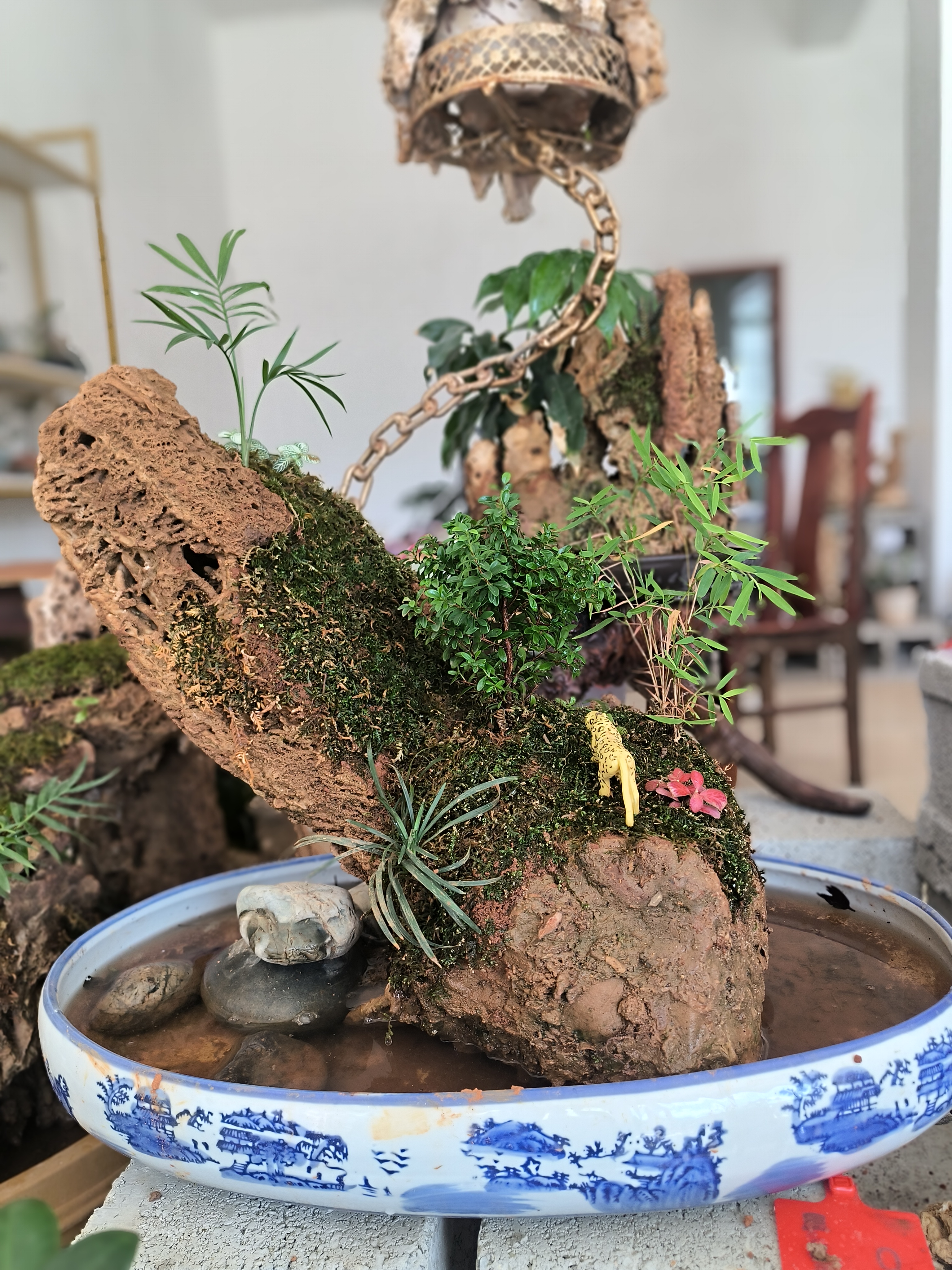 小叶赤楠层喜阳耐寒造型盆景可摆放桌面带接水盘的绿植