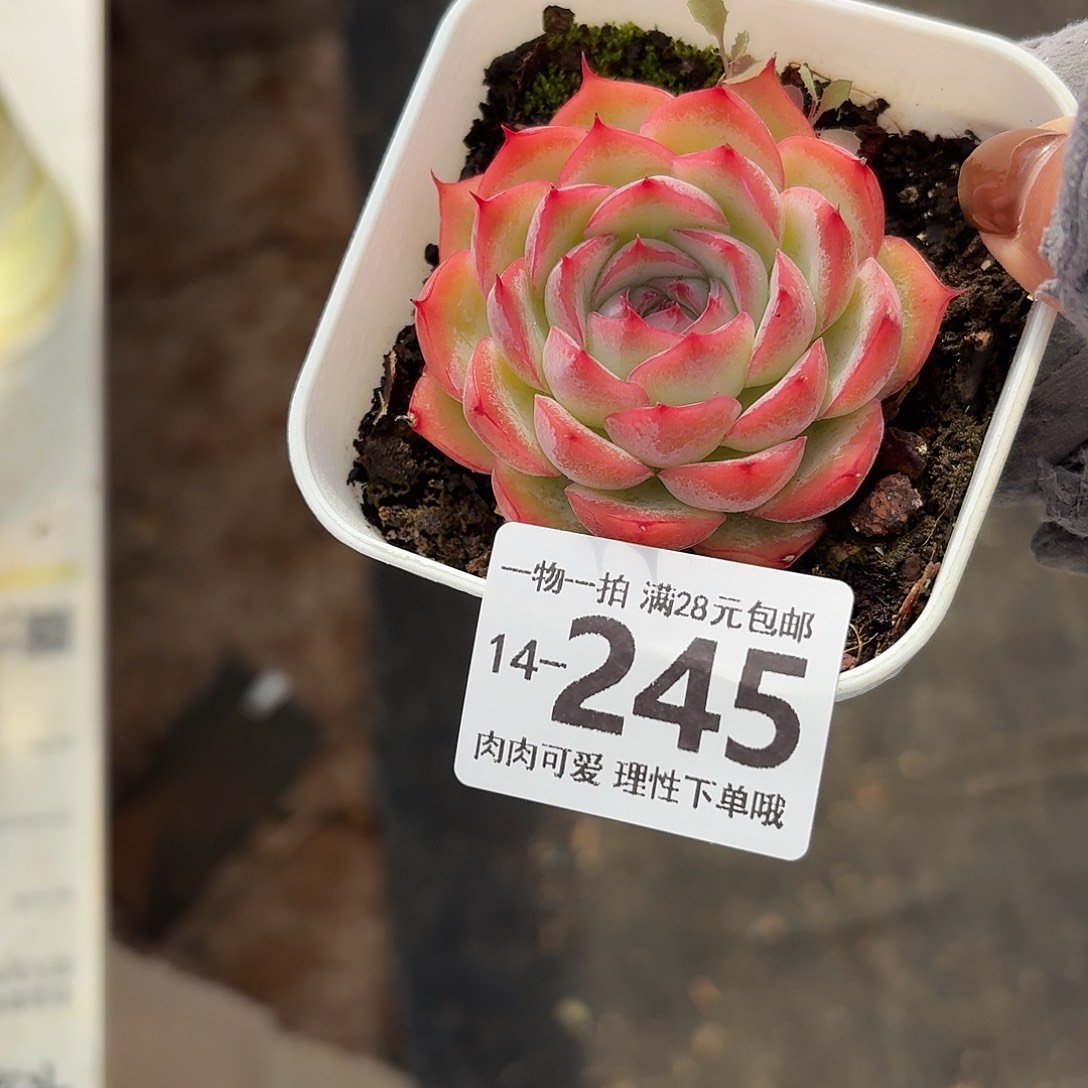 侧影无盆土发货无