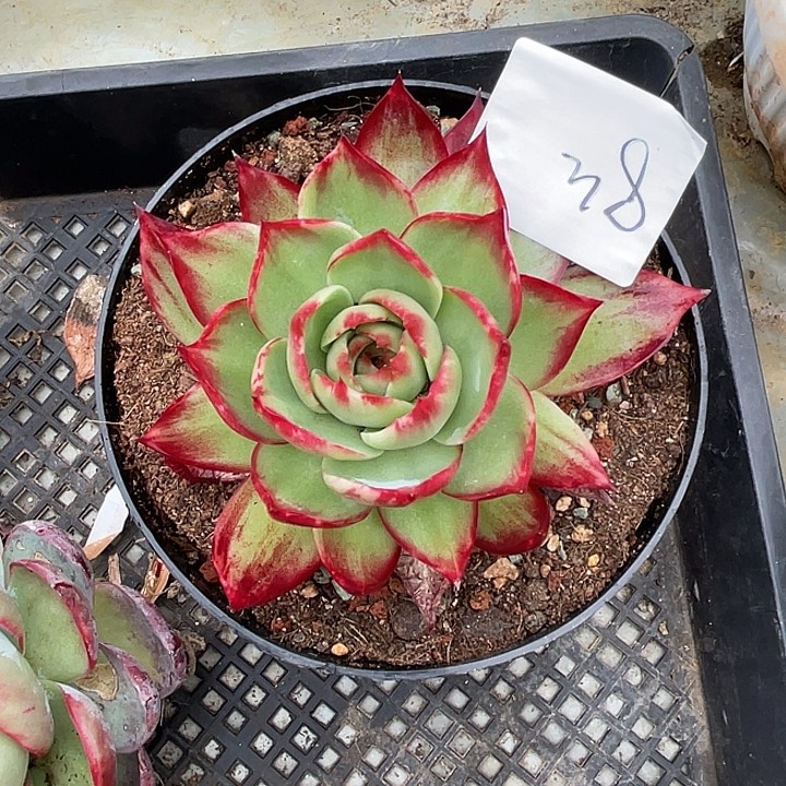 锦***艺38///////：：：：：/////