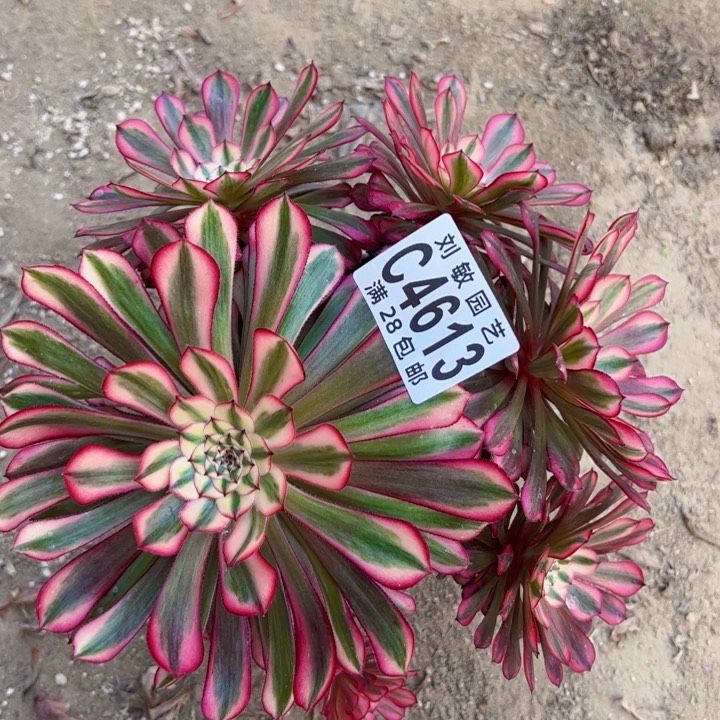 4613粉铜多肉植物法师