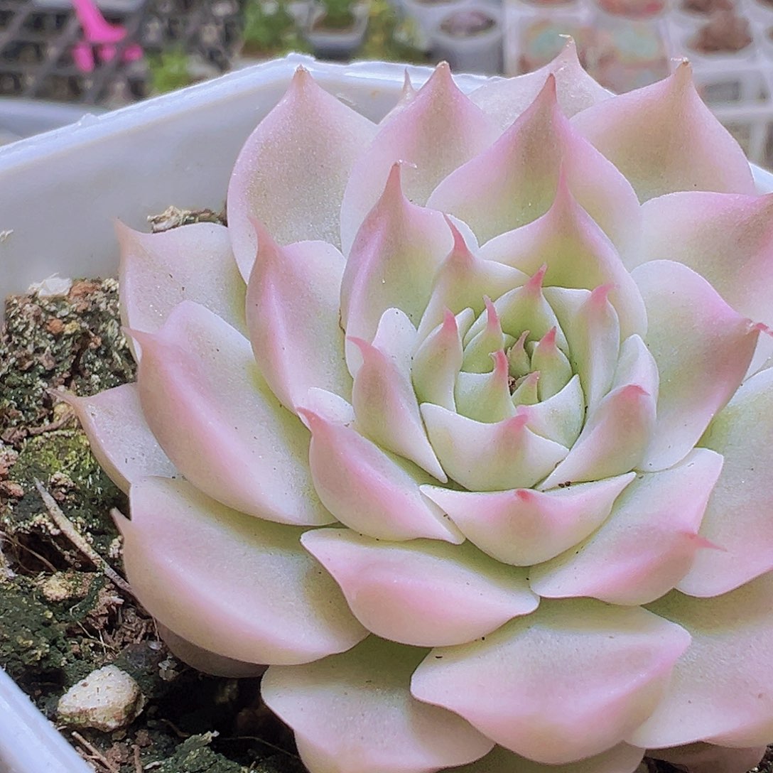 玛格丽特锦19包邮多肉植物