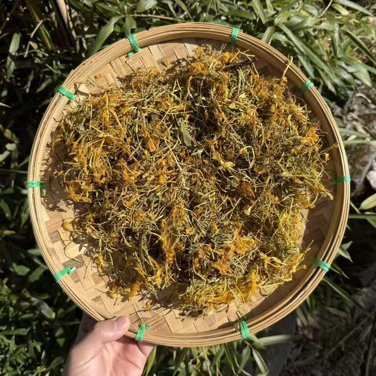 正宗五 彩 金 银 花 可泡水