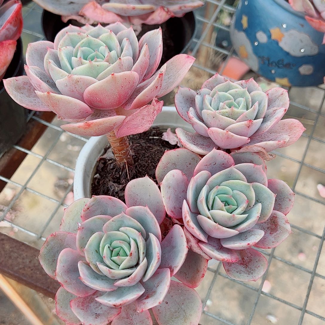 蓝色苍鹭多头群生老桩特价