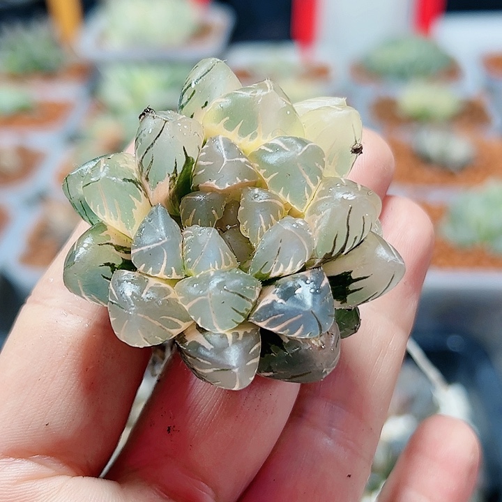 听***心十二卷多肉水中月