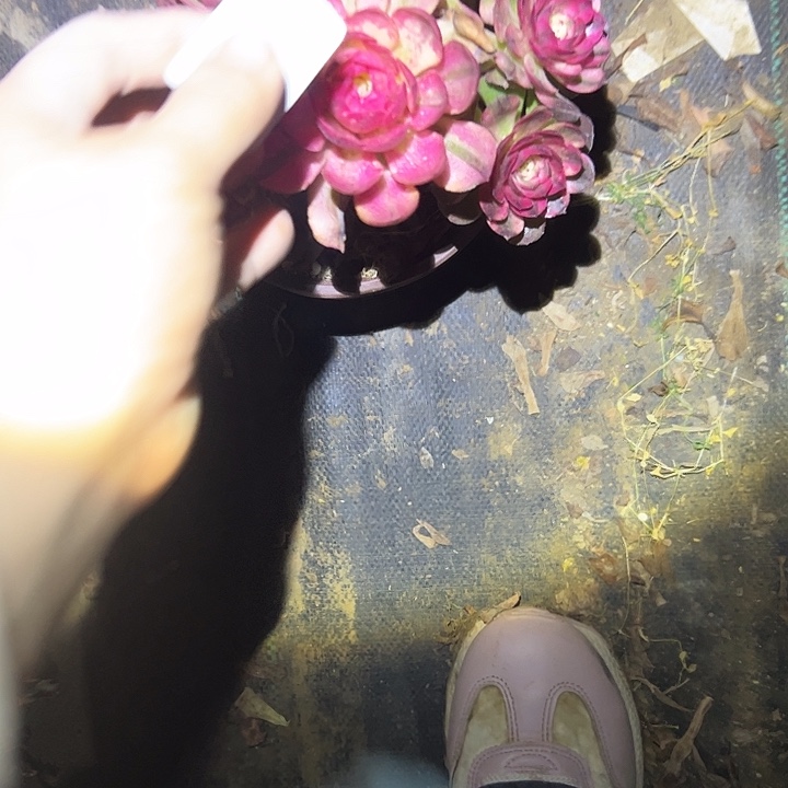 法师植物链接一物一拍94