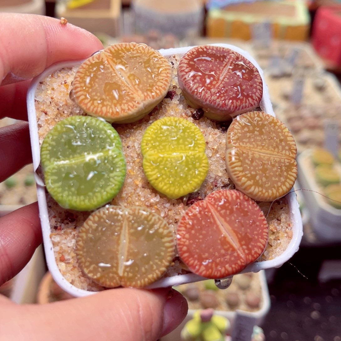 250号带盆包邮发货