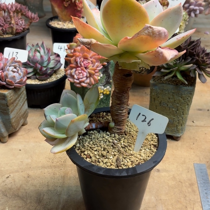 多肉植物，白凤126号