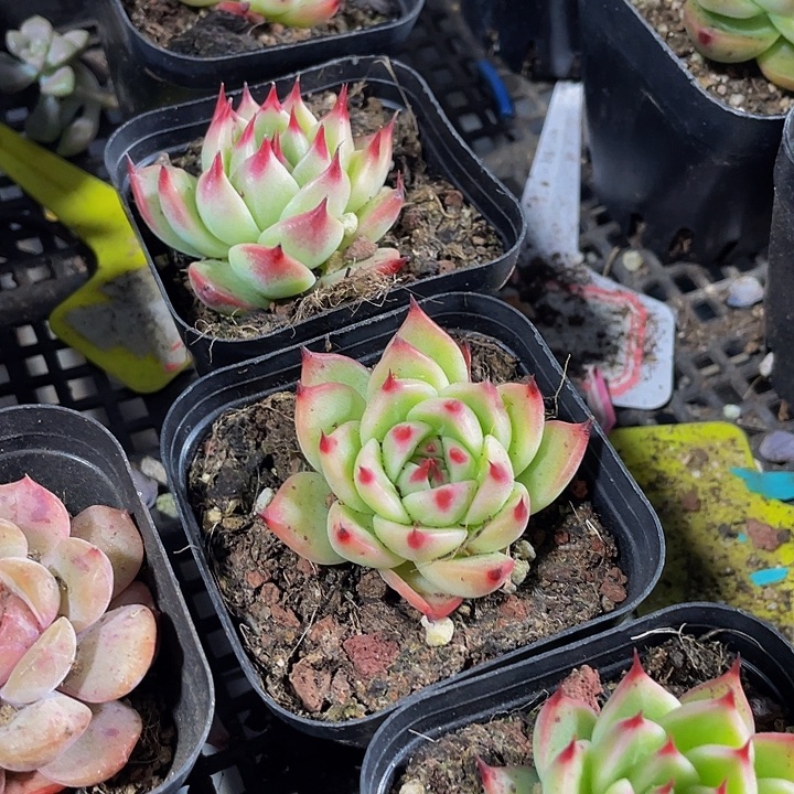 托斯卡带盆方法花