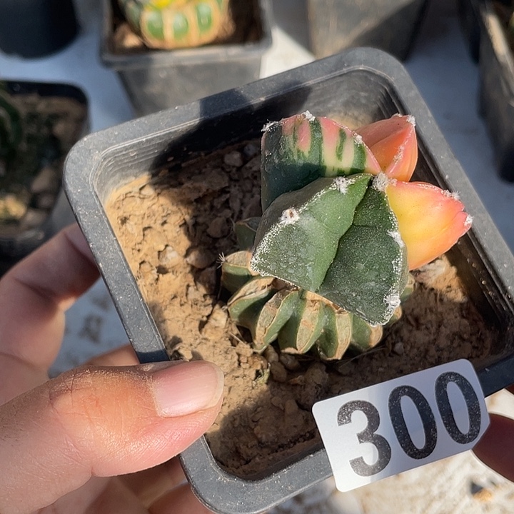 草球嫁接鸾凤御景一颗