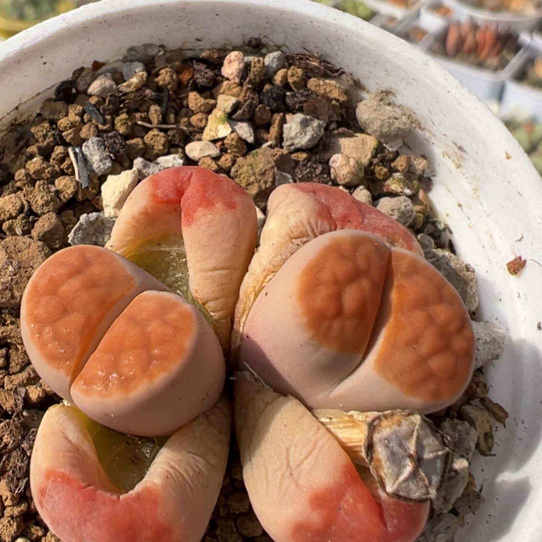 72多肉植物百科知识