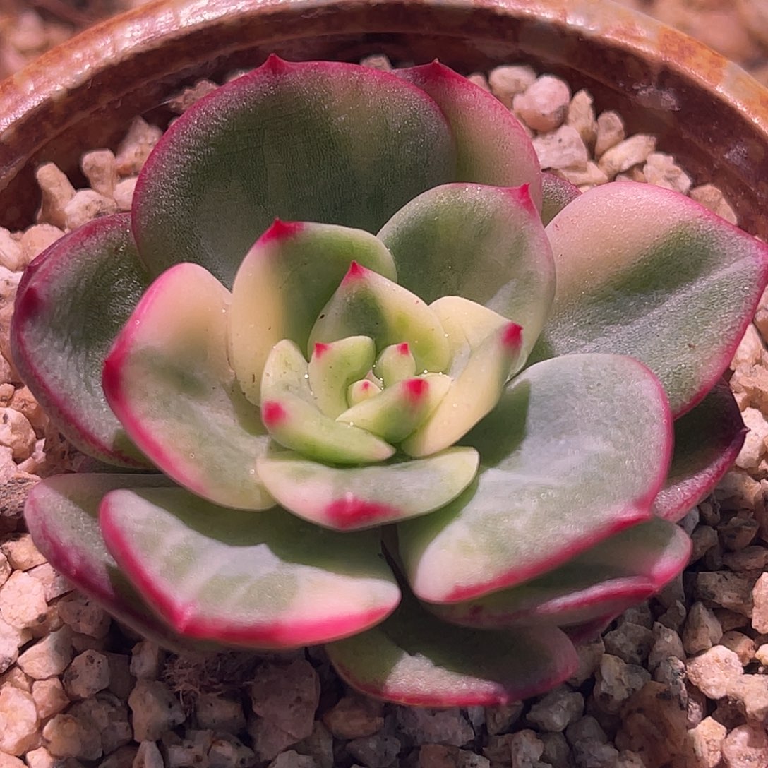 尚品园艺福利锦有须根8578