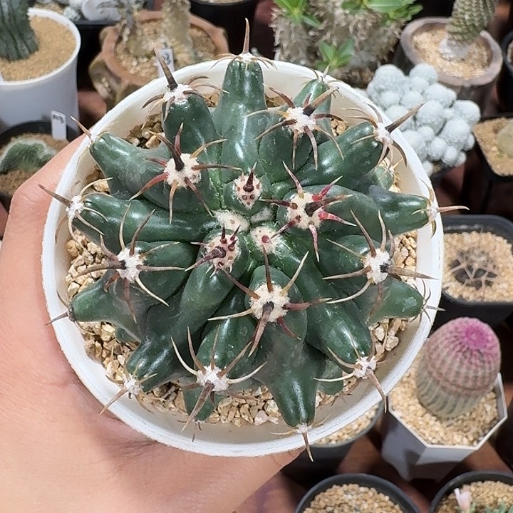 短豪刺巨鹫玉仙人球