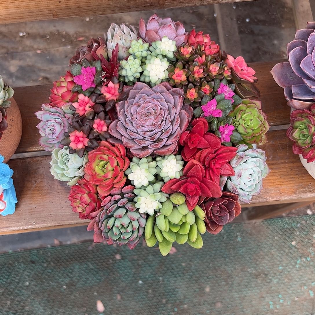 金玉满堂花园多肉组合花园