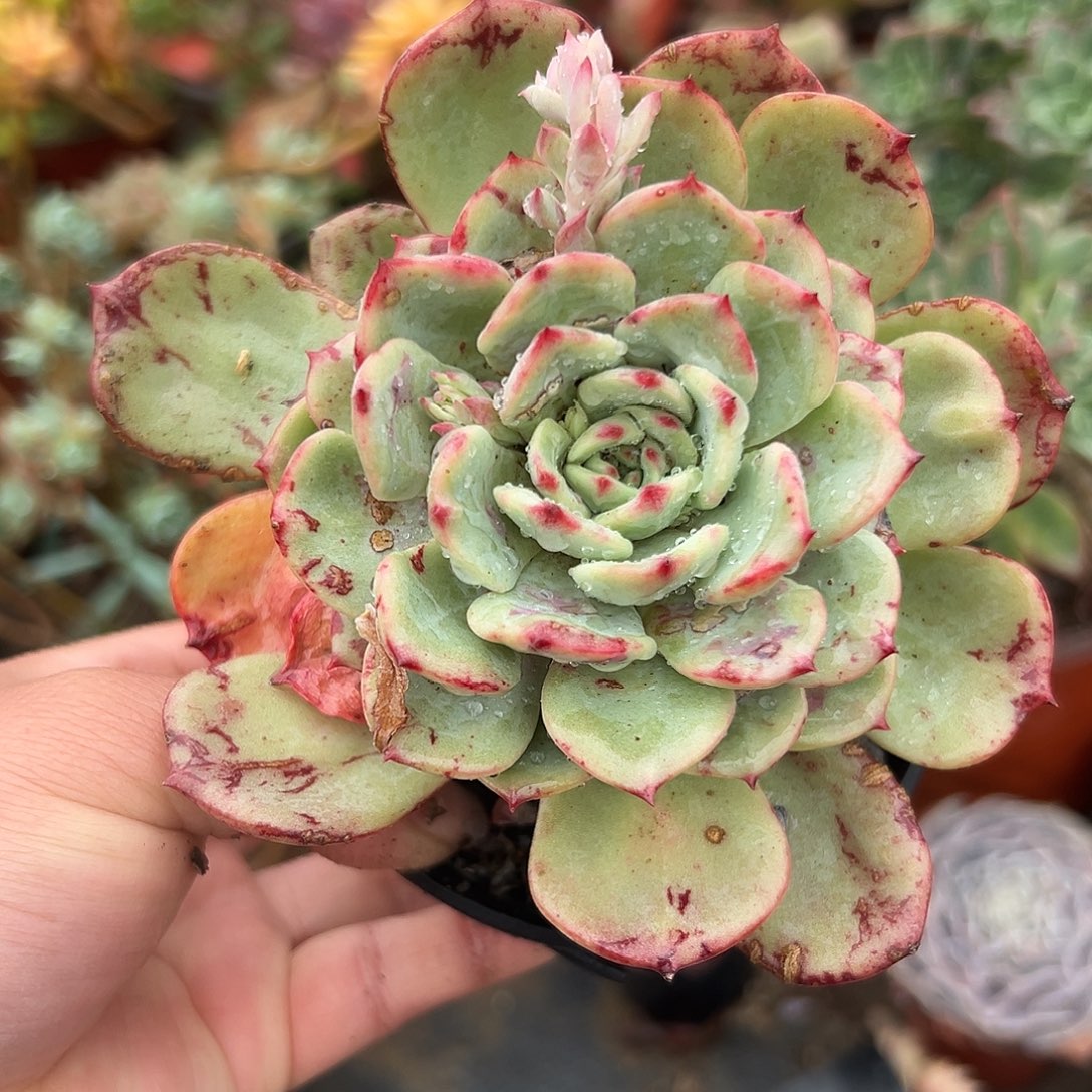 多肉植物多肉植物
