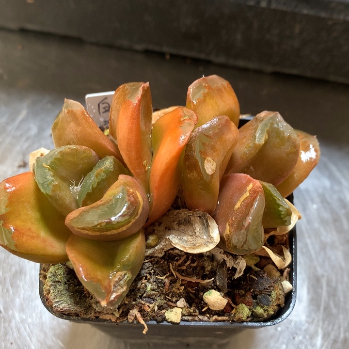 白宫寿一物一拍带盆