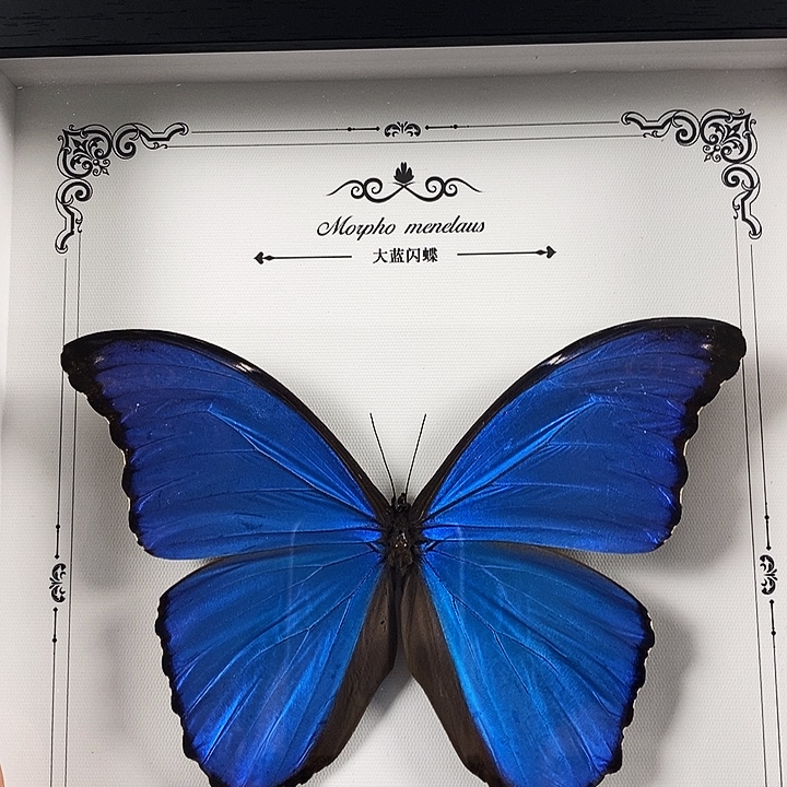 无***晖石英石铁合金小挥挥老师专属