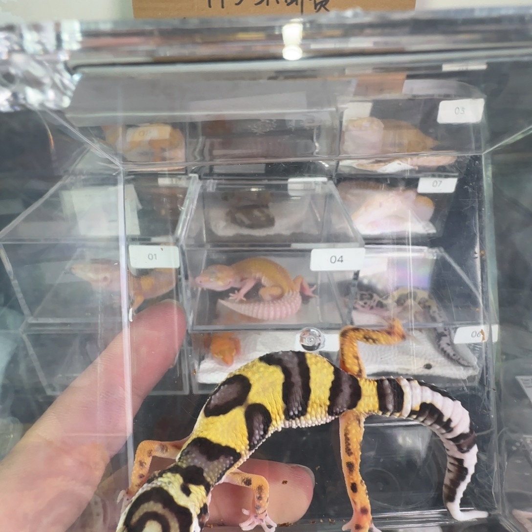 豹纹守宫土匪弟弟