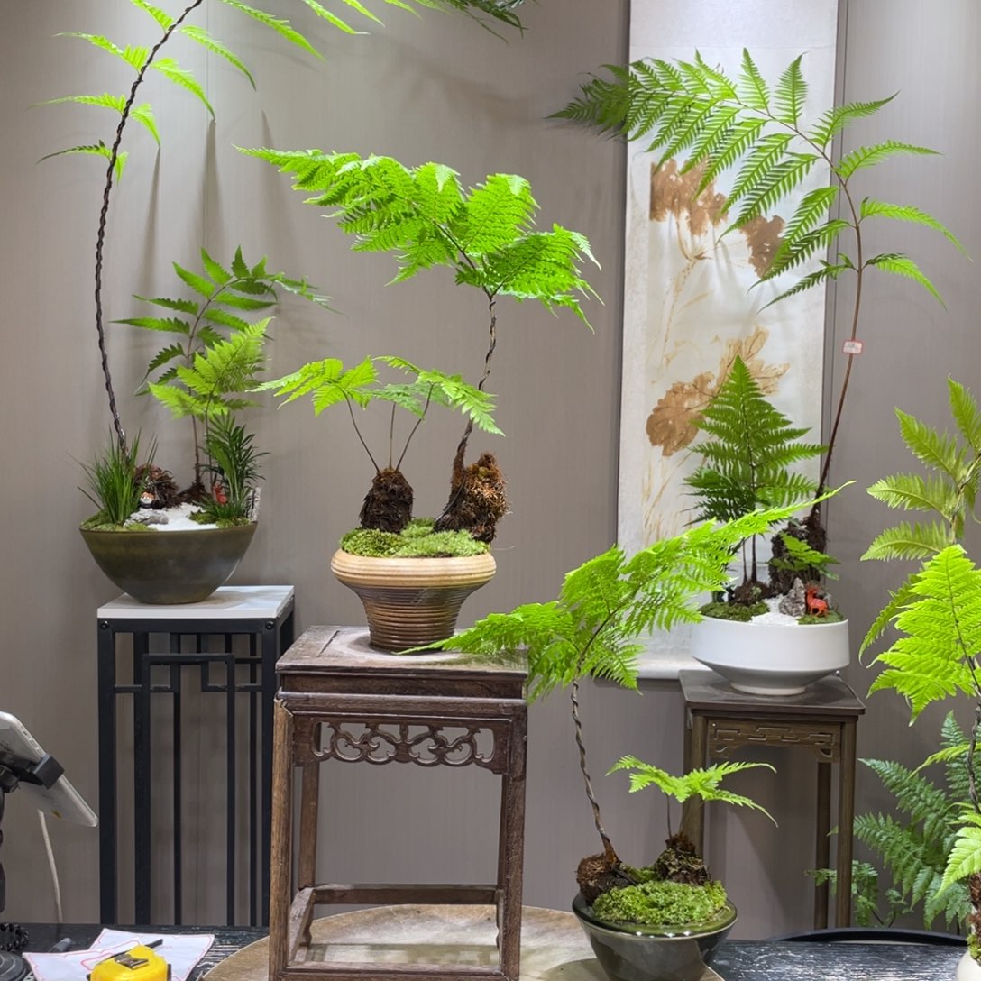 爱蕨类植物1111111