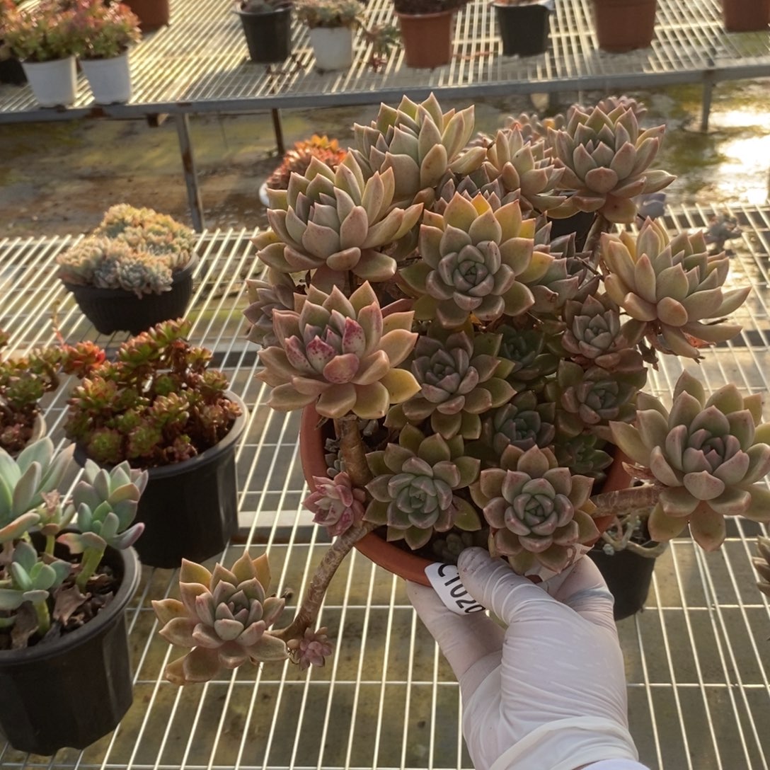 10200璀璨老桩一物一拍